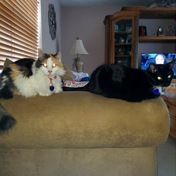 Meet your Posher, Denise - Picture 1 of 2